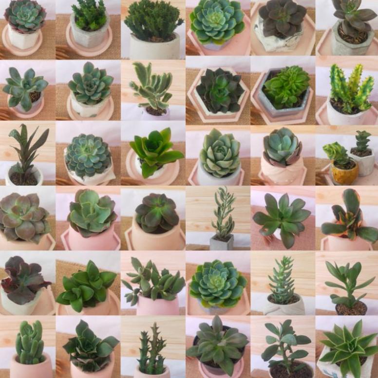 Terbaru Tanaman Kaktus Sukulen mini hidup +pot + media tanam. FREE PACKAGING BOX + BUBBLE WRAP