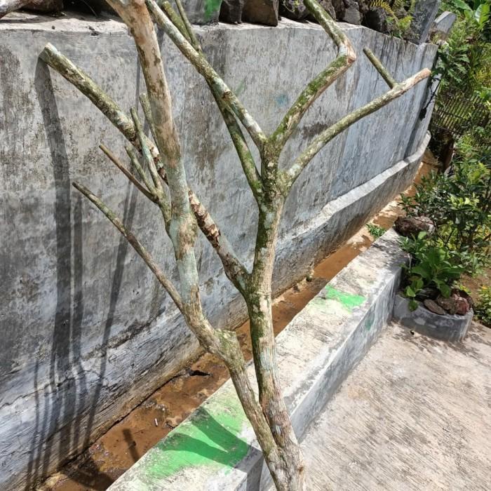 Terlaris Media Tanam Anggrek Kayu Kopi / Media Anggrek / Kayu Kopi