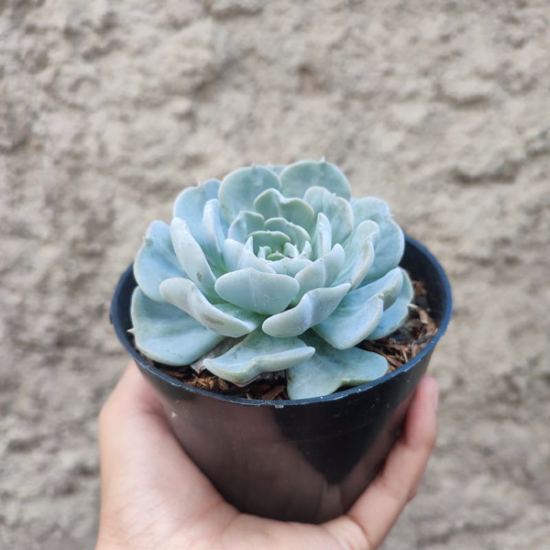 Echeveria Runyonii Rose | DP 10cm | Sukulen