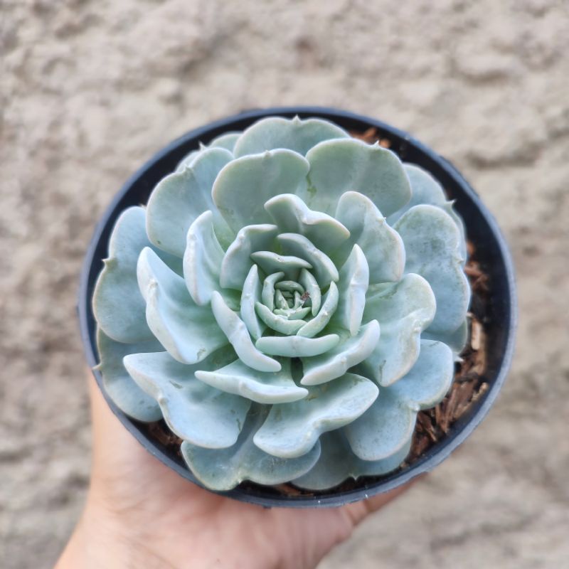 Echeveria Runyonii Rose | DP 10cm | Sukulen