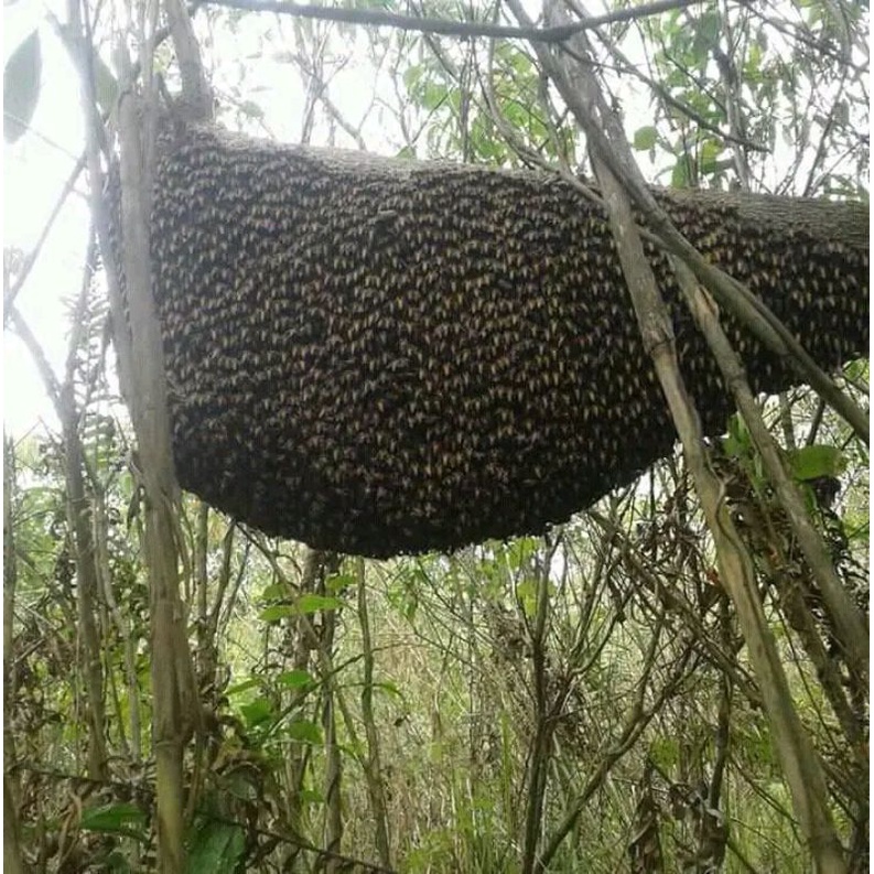 

1kg madu hutan liar (bukan ternakan)