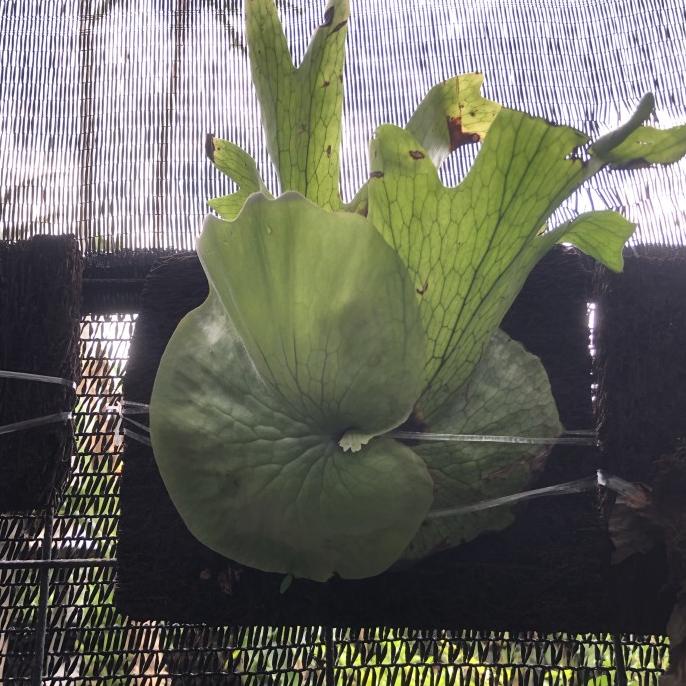 +%+%+%] Tanaman simbar platycerium wandae