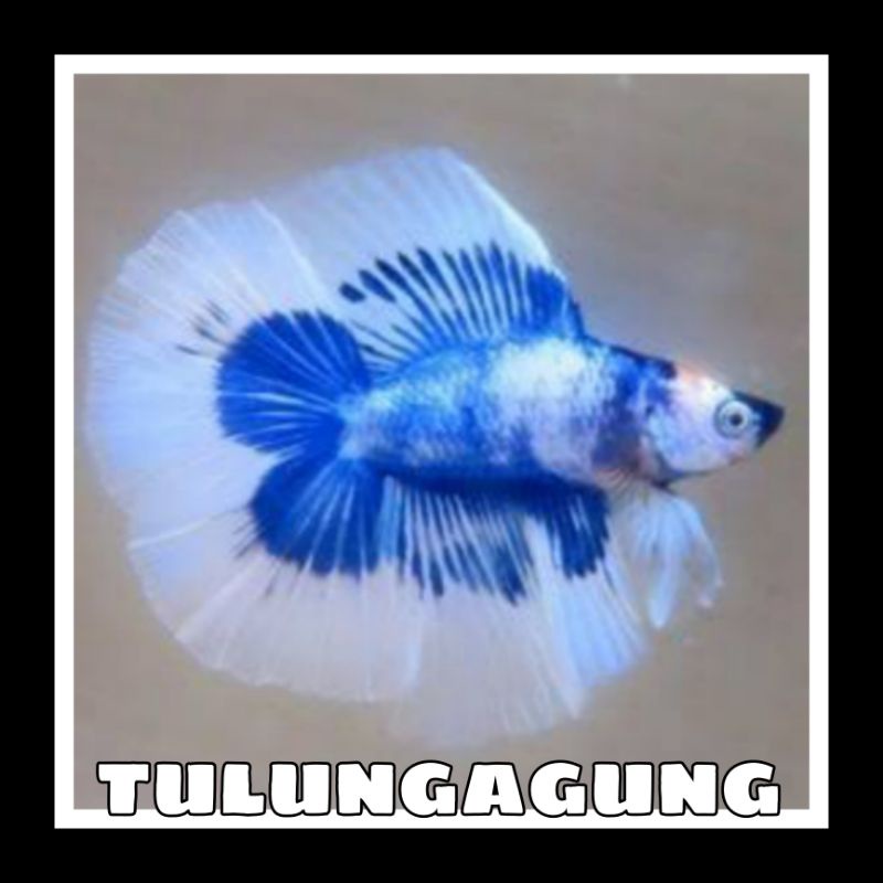 IKAN CUPANG HALFMOON DOBEL TAIL MIX