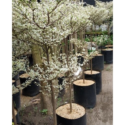 Bibit Tanaman Hias Bonsai Ketapang Varigata Putih tinggi 1 meter Kualitas Unggul TERLARIS