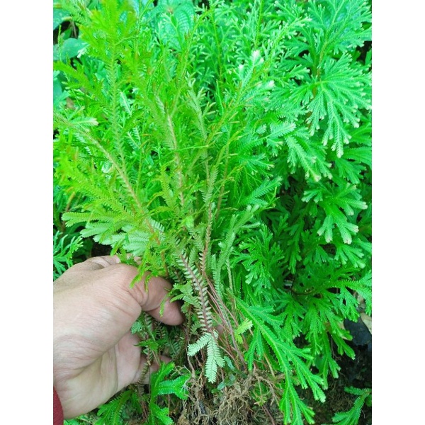 

cakar ayam segar/daun cakar ayam fres 250gram