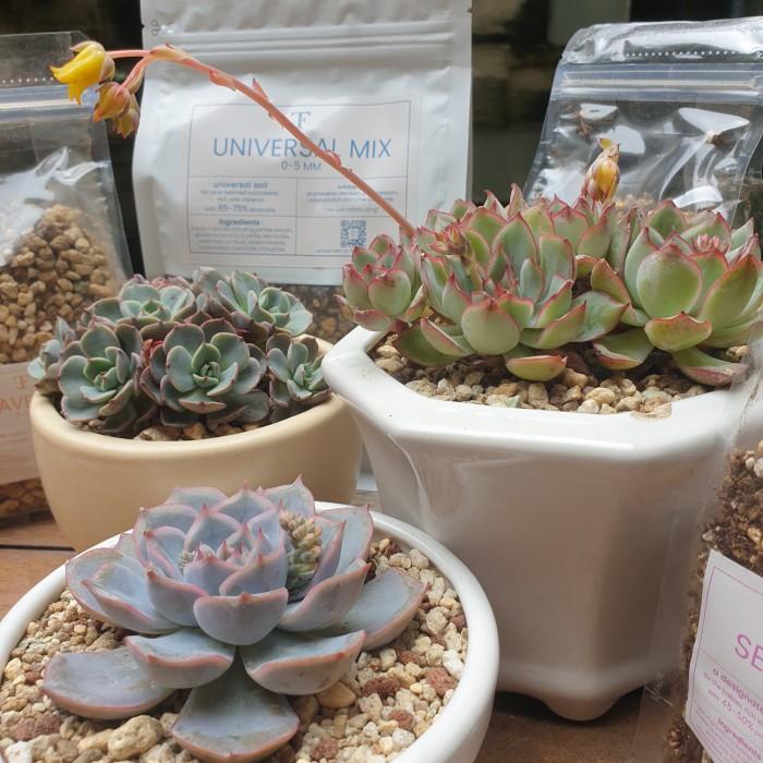 Terlaris Tfj Soil Mix - 1,5 L 1500 Ml 1 Kg Media Tanam Kaktus Sukulen Lithops