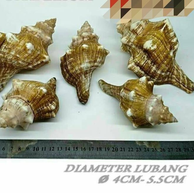 Get it now1.1 P Trapezium besar cangkang shell rumah kelomang keong umang kumang natural asli 7ZW