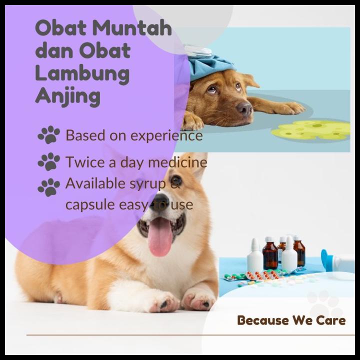 Obat Muntah Anjing Plus Obat Lambung
