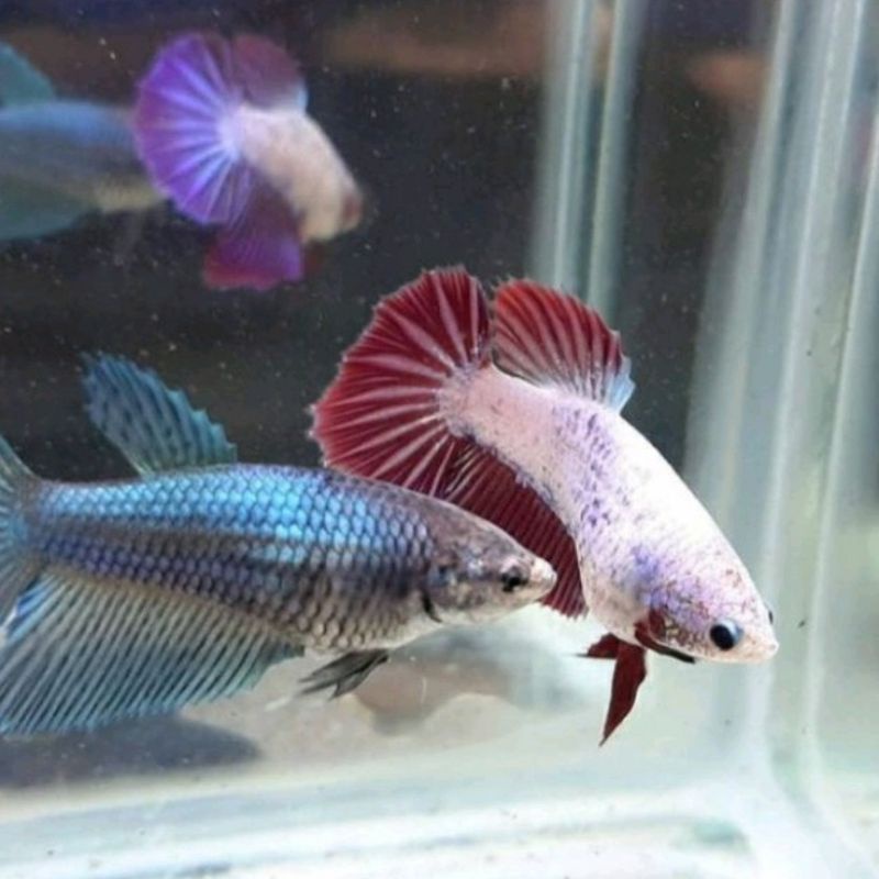 Cupang betina halfmoon siap telur