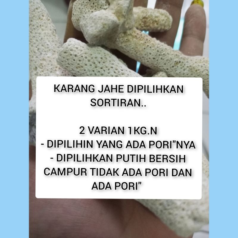 karang jahe dipilihin berpori- pori 1kg / karang jahe 1kg / karang jahe / media filter / karang jahe dipilihin