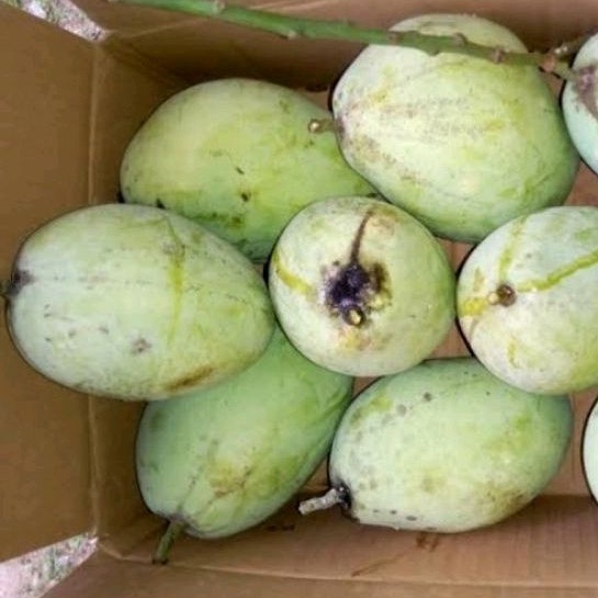 

MANGGA INDRAMAYU MATENG DAN MENGKEL PER 1 KG