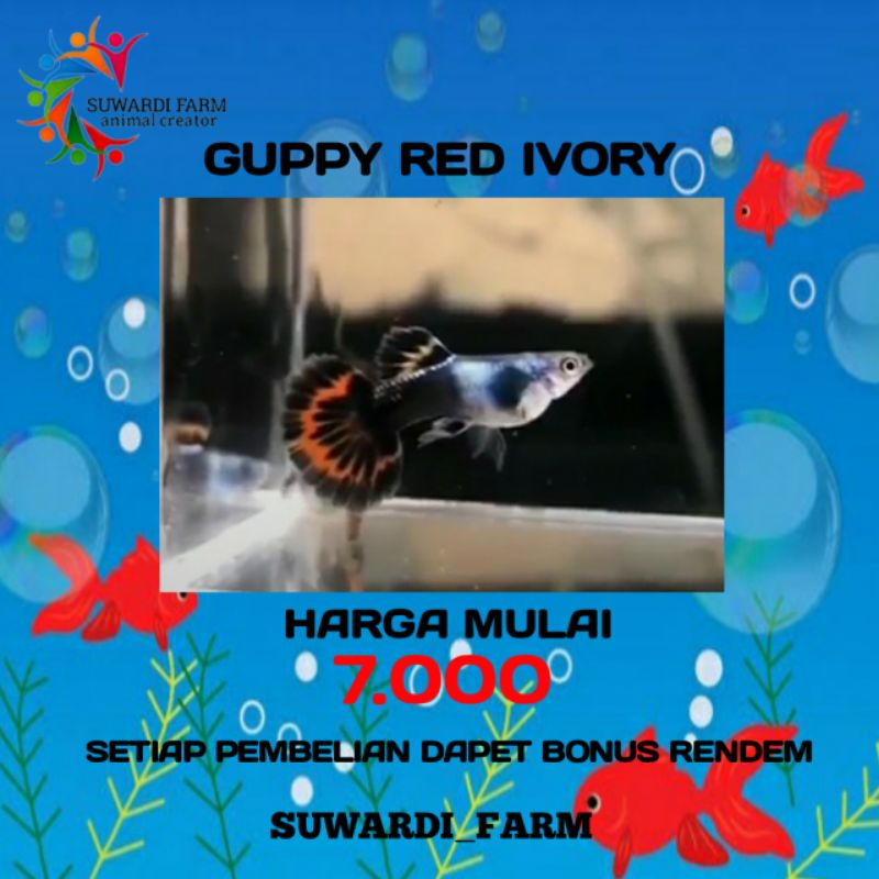 Aksesoris Akwarium (Guppy Red ivory)