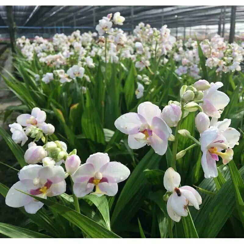 tanaman hias anggrek tanah bunga putih salju / anggrek tanah asli