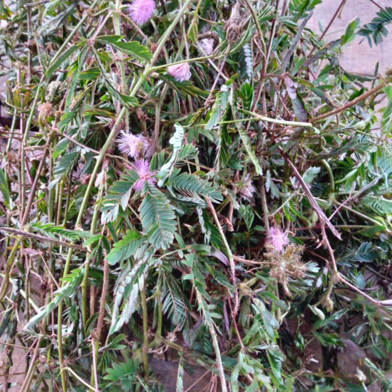 

daun putri malu segar herbal