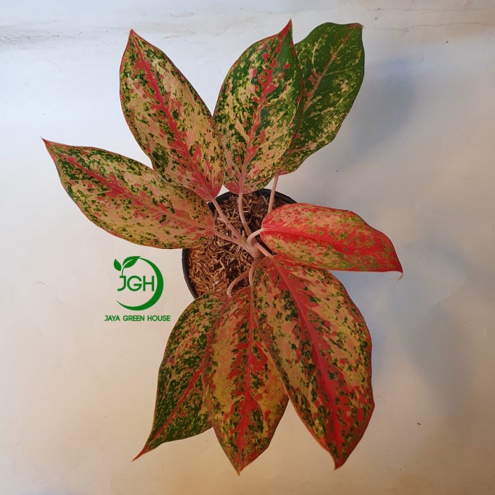 Terlaris Aglonema Aglaonema Coconut Delight