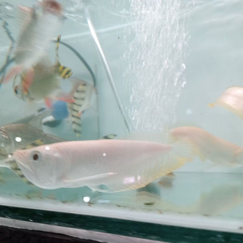 

silver Albino size 18cm