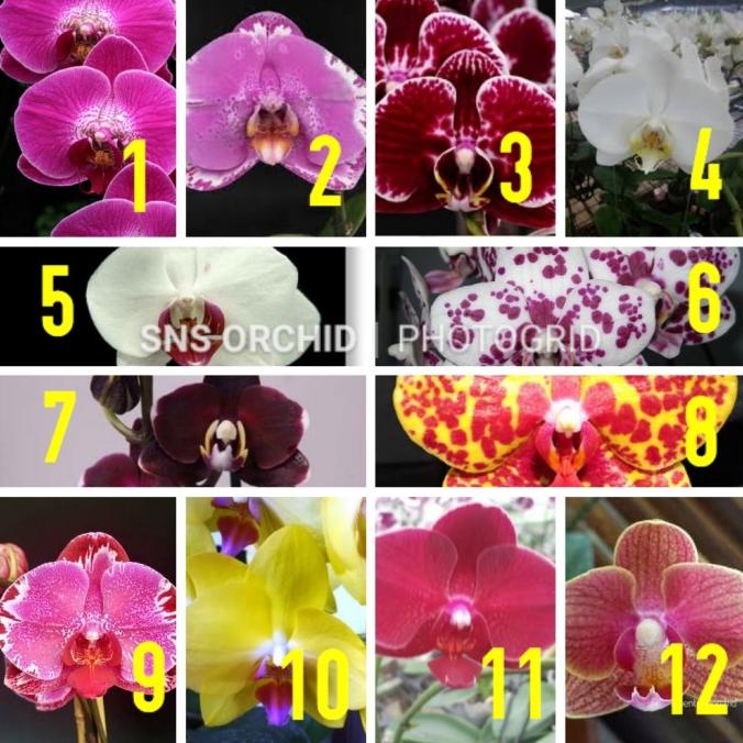 Benih bibit anggrek bulan phalaenopsis hybrid taiwan botolan botol