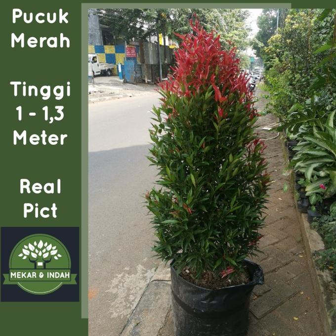 Tanaman PUCUK MERAH BESAR sudah rimbun banget, pucuk merah