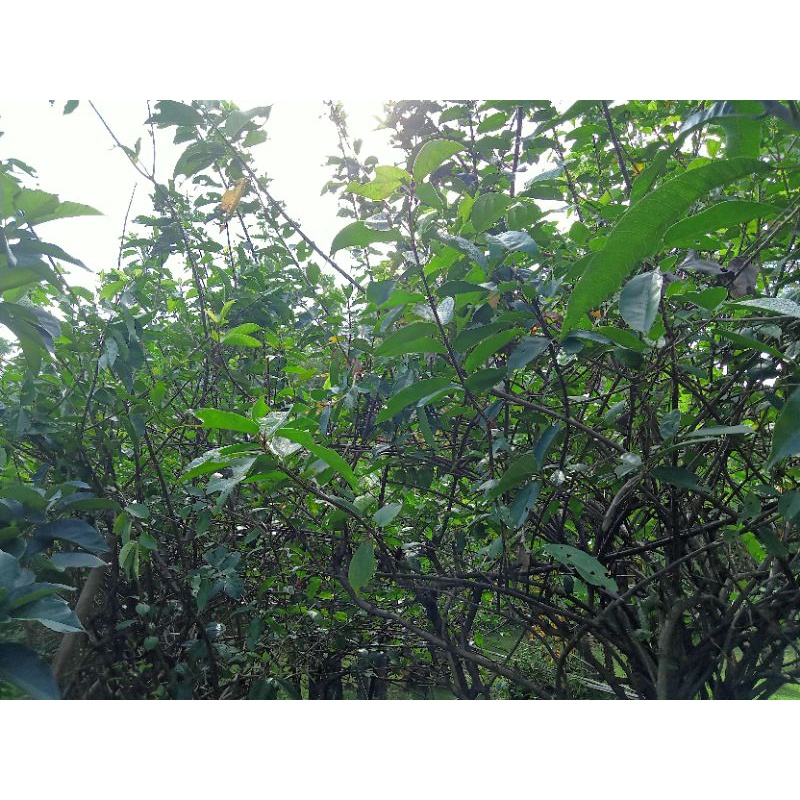 

Daun Cincau