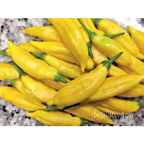 

Benihม็เ Tumbuhพด์ลMerica ุัLangkaนธAmerika Variasi AOHO