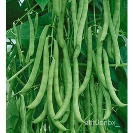

Bush Wonder Bean---ดมธTumbuh Amerika25ล-ุ์เ็OrganikพัPusakaนGrain Kentucky Non GM-Benih BHRV