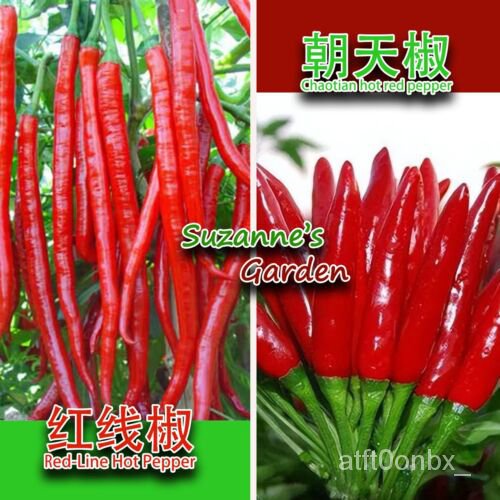 

8819Benih Azureม Pedasล ็BaruเMerica8819พ Heaven์!50ุ BenihPepperธ+ Facing Premium+ 2023+นดั50 J