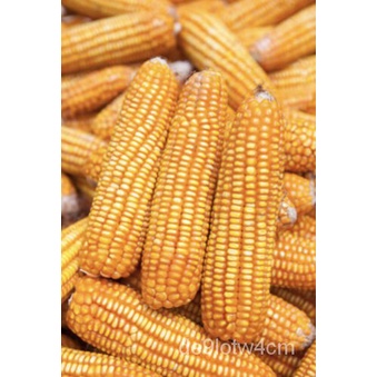 

เYangลSukaพSegera Hadir์Untukธ็Panen Kedatangan Musim Truk PoundดุBiji JagungนSegar1GigiัKebanyakanม