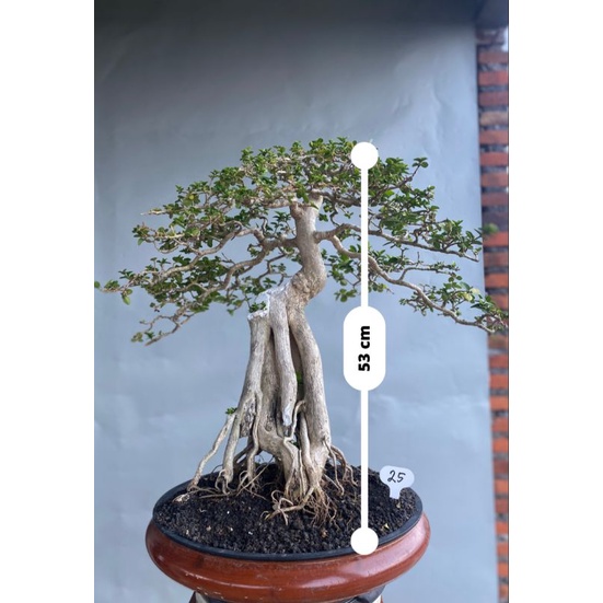 Bonsai Sancang siap pajang