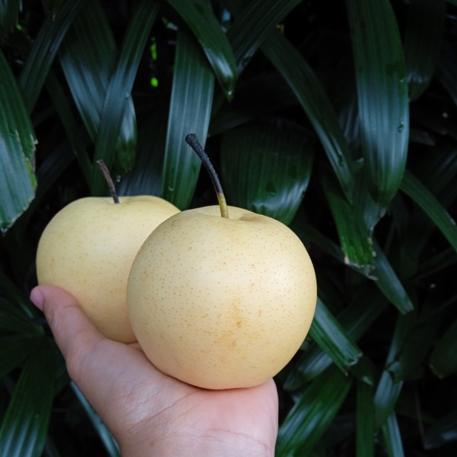

Pir Century Fresh 1 kg / Pear Sweet / Buah Pir Manis