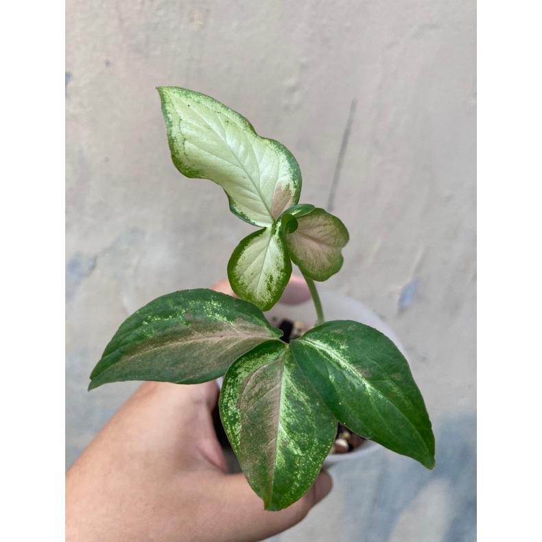 Syngonium strawberry milk ekonomis Non COD