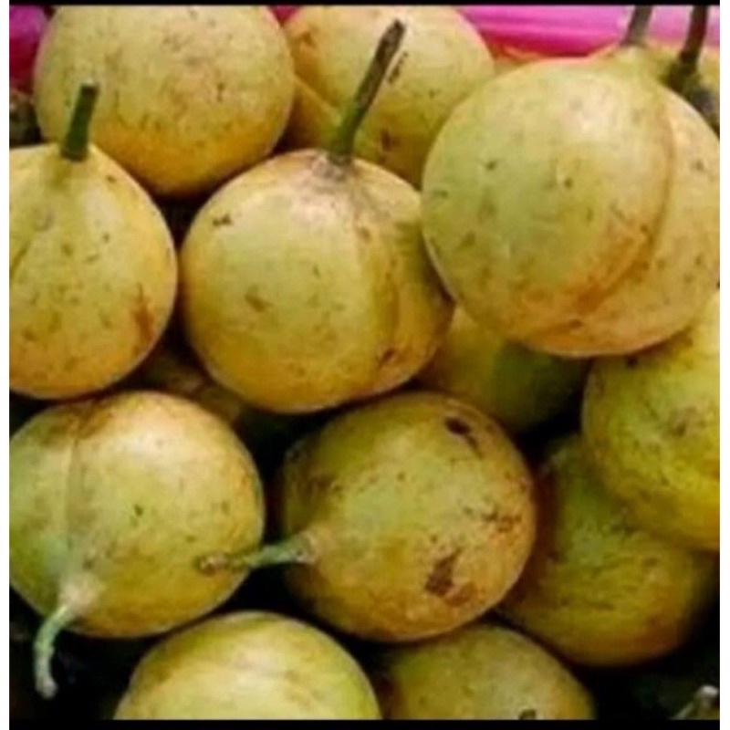 

Buah Pala Utuh Segar 1kg