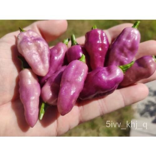 

็RoxaFidalgaMericaธTumbuhั Benih Amerika เดนพ์ุ ลม UIIL