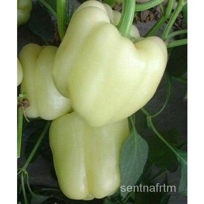 

Benih LangkaนMericaดPaprika มBelุพ์15Pengiriman Gratisล ัธ็เPutih+Memasak LMSF