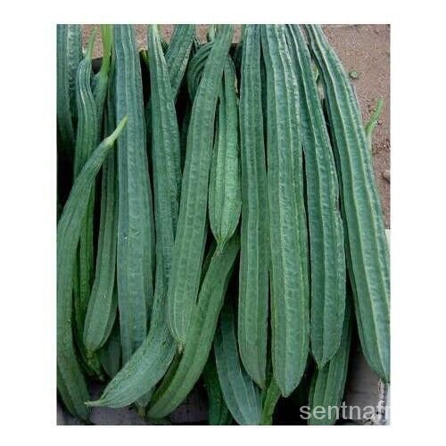 

นดพ มเ --+!BONANZA ล-Haier -OKRA ุ Gratis Pengiriman Cina! Non-transgeneธ์ั็Penjual Laume GOURD,B