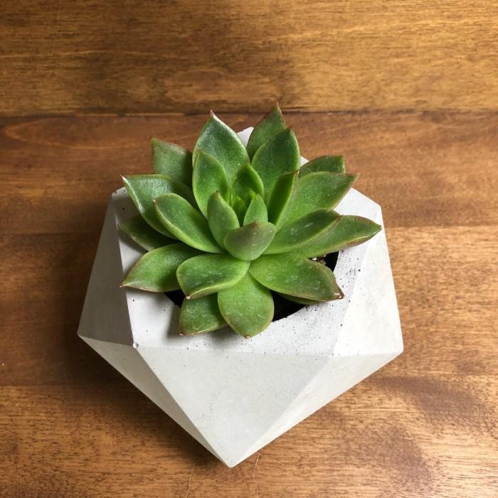 Terlaris Pot Diamond + Sukulen Kaktus Mini / Pot + Edelweis