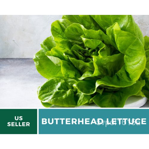 

พ-Heirloom-Lejiaด์ธ็Gratis ，ุมลSeladaั เTransgeneนBiji Gandum500 WZXU