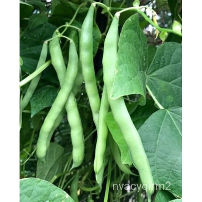 

Menanam Benih--มพดSemak์Amerika-Tomat Heirloom Non-gmธ-เุKacangนัล็-25Danau Biru Organik UOS5