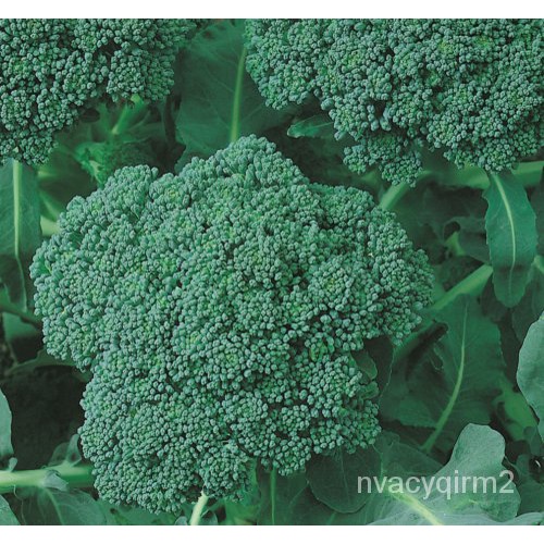 

์BrokoliุHijauดTamanนPengiriman GratisพBenih Sayuran Pengecek+เธั็ม ลLabu500 D4EQ