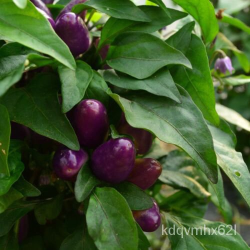 

Chili -มพ์ เ็BenihัMericaุลธAuroraน25ด XKWP