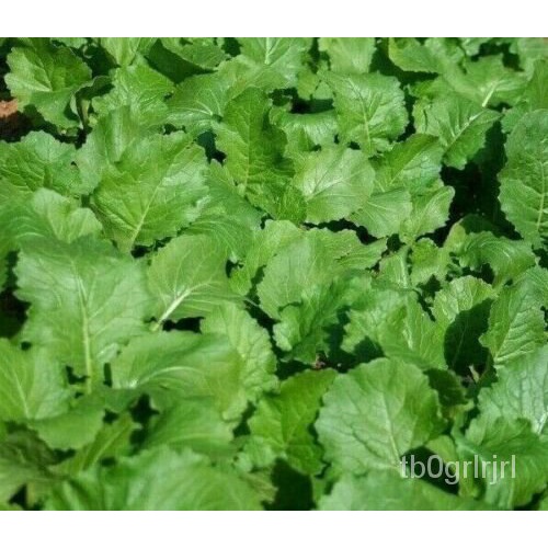 

Benih Bebas Ongkos Kirimดุ็Taman TUJUH Langkahเ+นัMemasak Garam 500 ธ์Putar AtasลมVEGETABLEพ IQAZ