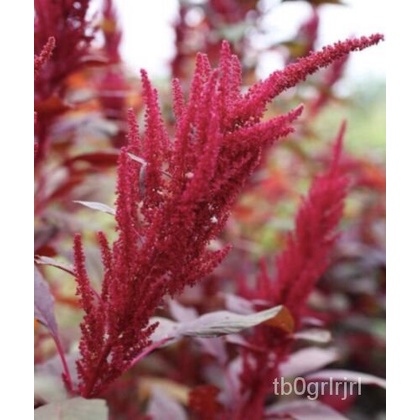 

GARNETธเุม-Merah(็Amaranthus พ2000ั) ์TricolorAmerikaล Benih Sayuran น ดAMARANTH Benih Asia+ UHT4