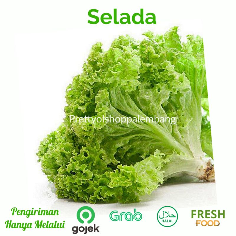 

[PALEMBANG] SELADA 250 GRAM - SAYUR BUAH IKAN SEGAR ONLINE PRETTY OLSHOP PALEMBANG