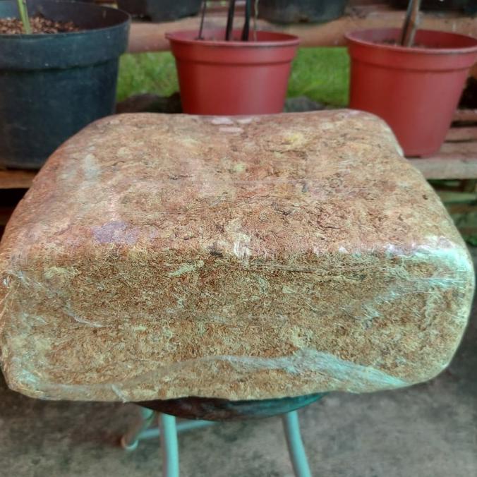 MEDIA TANAM SPHAGNUM MOSS 1 KG