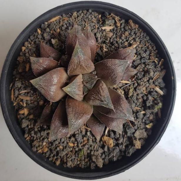 

Haworthia chocolate Best Seller