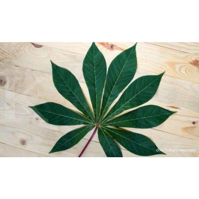 

Daun Singkong 1 Ikat