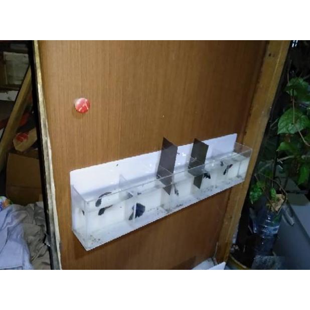 Aquarium Akrilik Dinding Mini Ikan Cupang 5 Kamar..