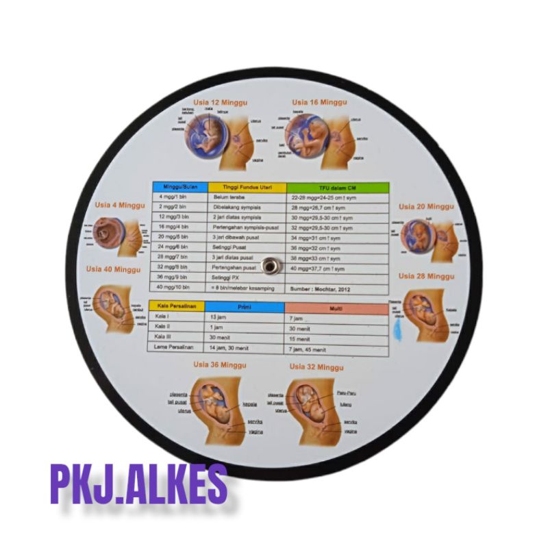 KALENDER KEHAMILAN PUTAR