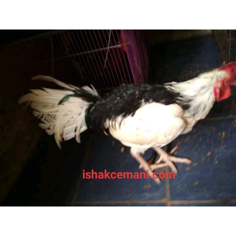 Ayam Tulak Jantan Dewasa  Baca diskripsi