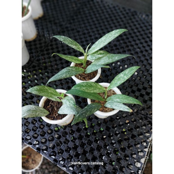 rhaphidophora elliptifolia variegata real pict