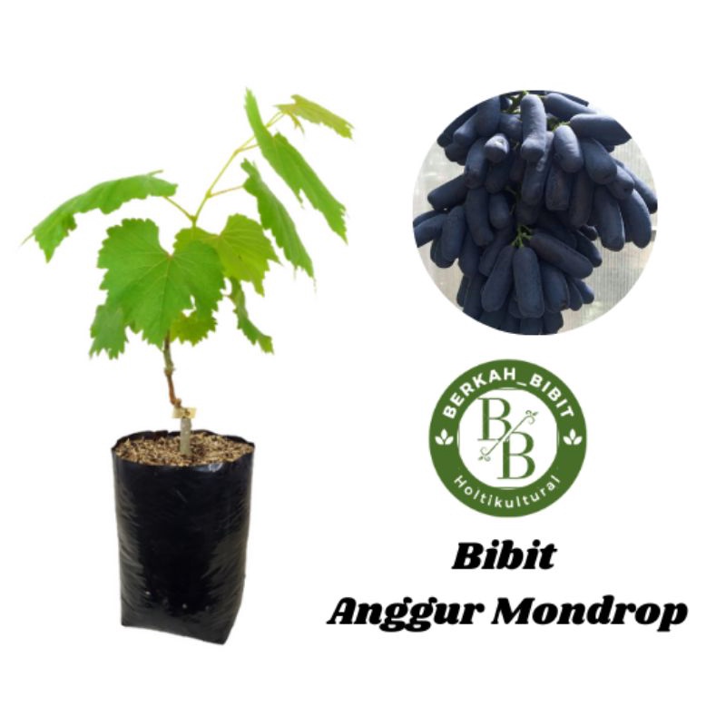 Bibit anggur import moondrop super